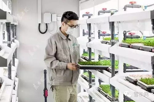 物聯(lián)網(wǎng)技術(shù)在植物工廠的創(chuàng)新應(yīng)用與實踐